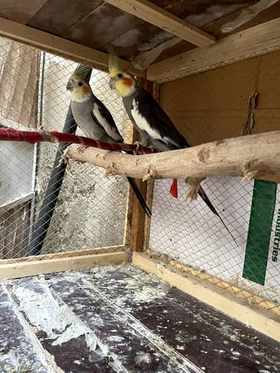 Beautiful cockatiel parrot for sale Healthy* Active