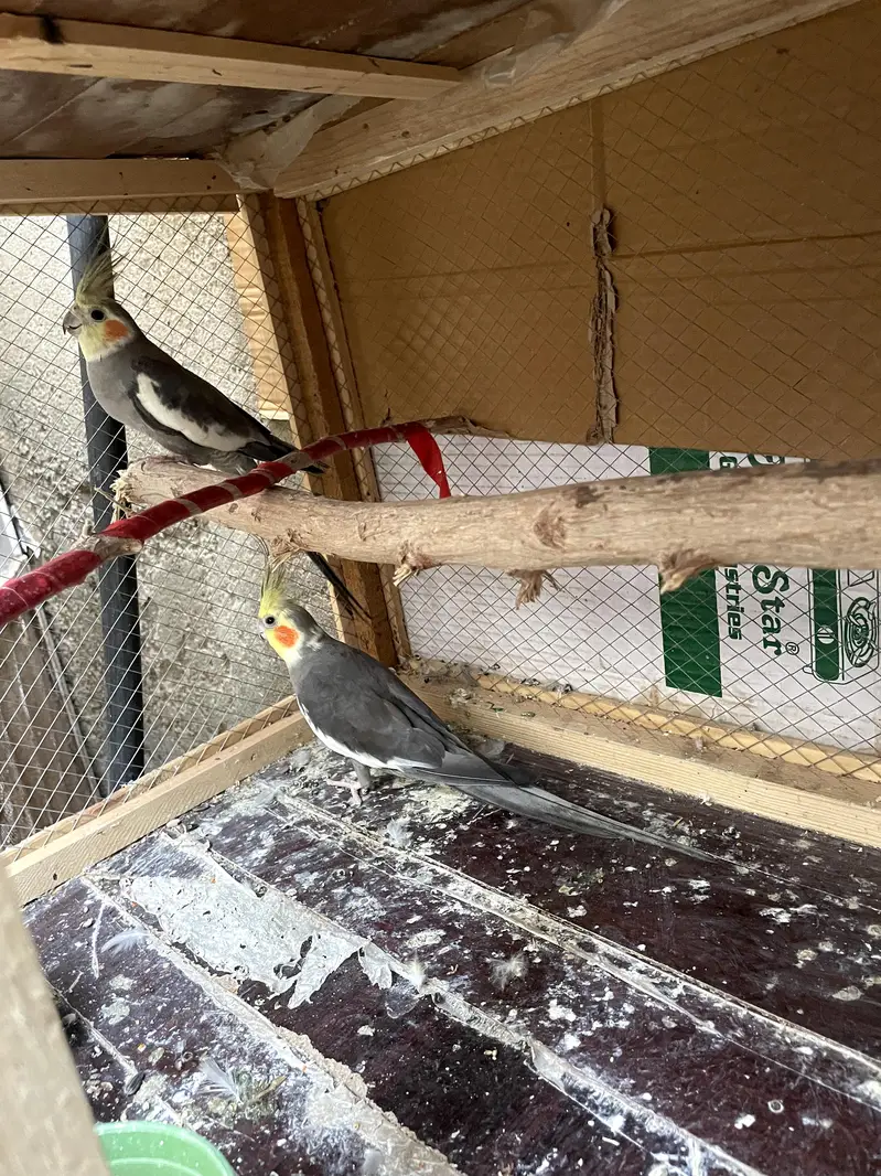 Beautiful cockatiel parrot for sale Healthy* Active — photo 2