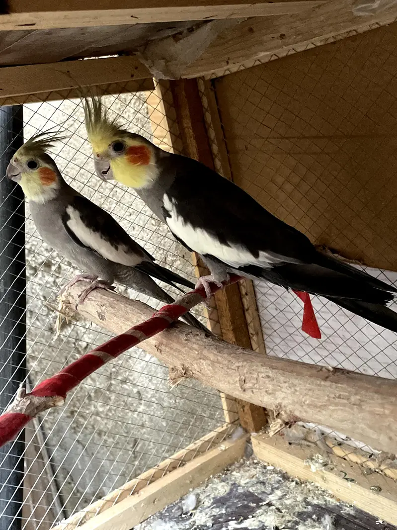 Beautiful cockatiel parrot for sale Healthy* Active — photo 3