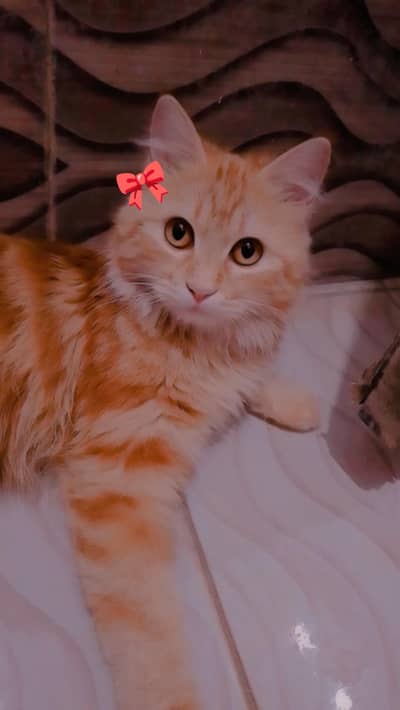 female Persian cat for sale