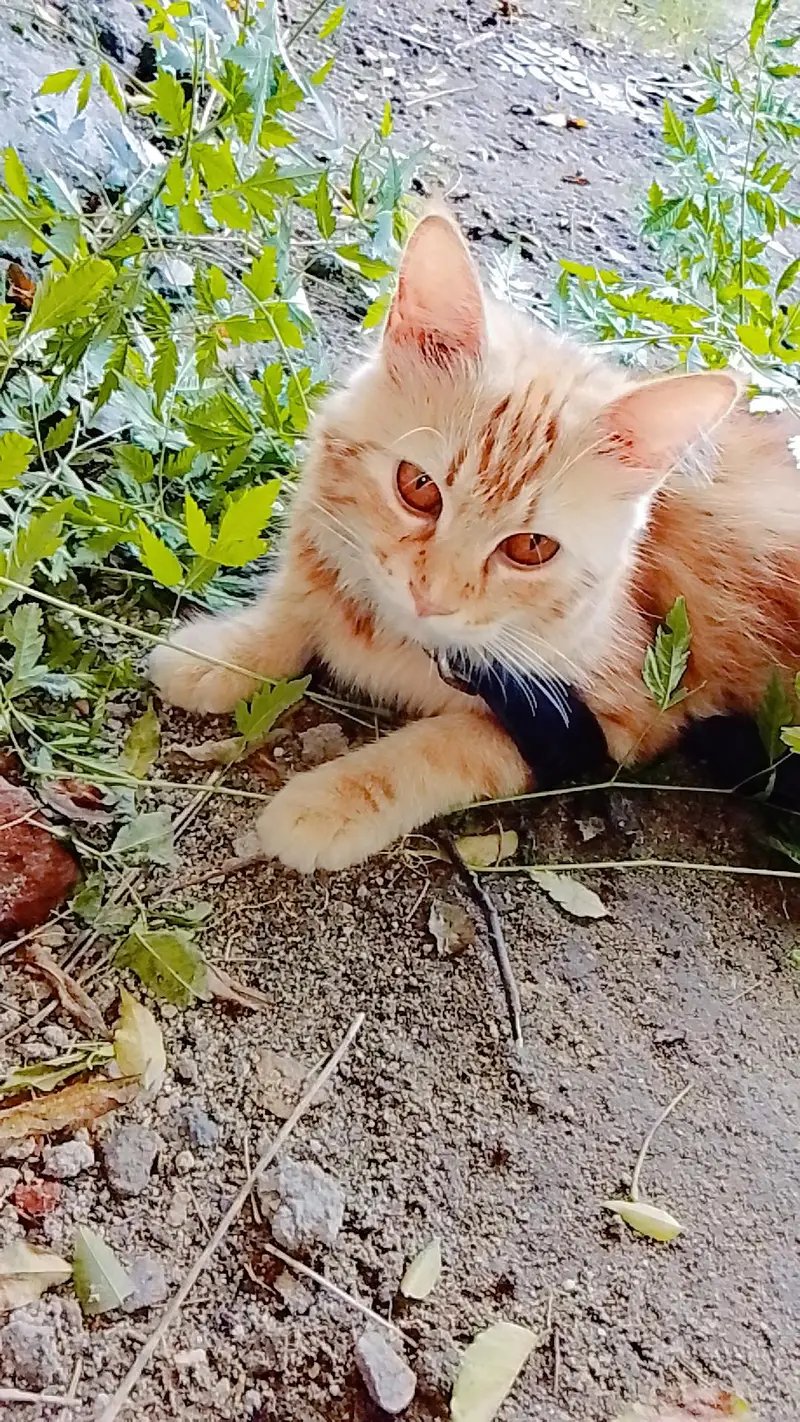 female Persian cat for sale — photo 2