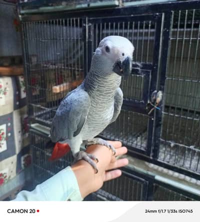 African Grey Parrot | خوبصورت  افریقاً  گرے پیرٹ  |  Talking parrot |