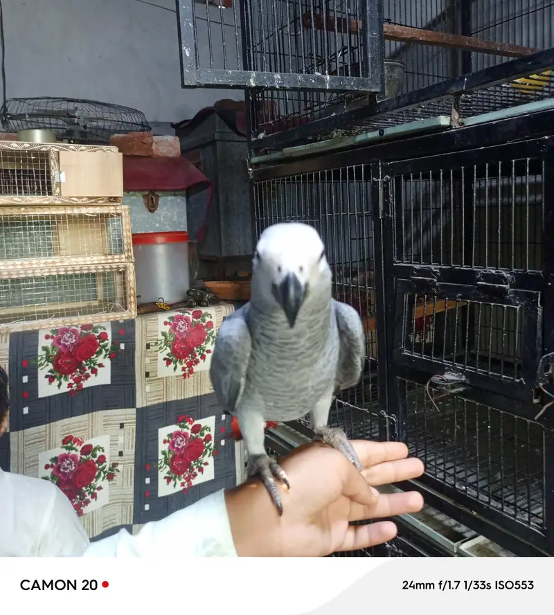 African Grey Parrot | خوبصورت  افریقاً  گرے پیرٹ  |  Talking parrot | — photo 2