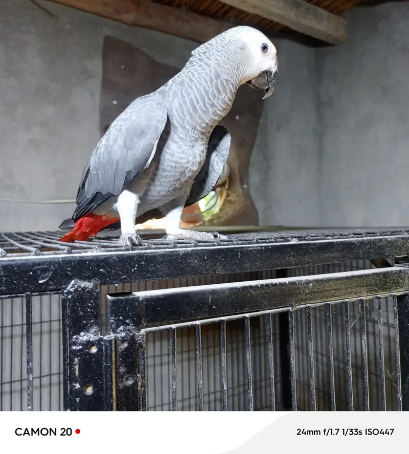 African Grey Parrot | خوبصورت  افریقاً  گرے پیرٹ  |  Talking parrot | — photo 3