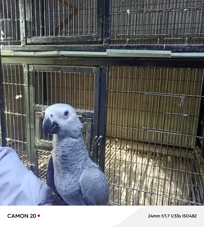 African Grey Parrot | خوبصورت  افریقاً  گرے پیرٹ  |  Talking parrot | — photo 4