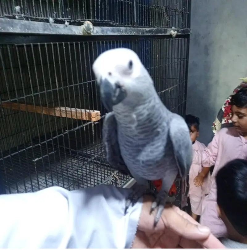 African Grey Parrot | خوبصورت  افریقاً  گرے پیرٹ  |  Talking parrot | — photo 7