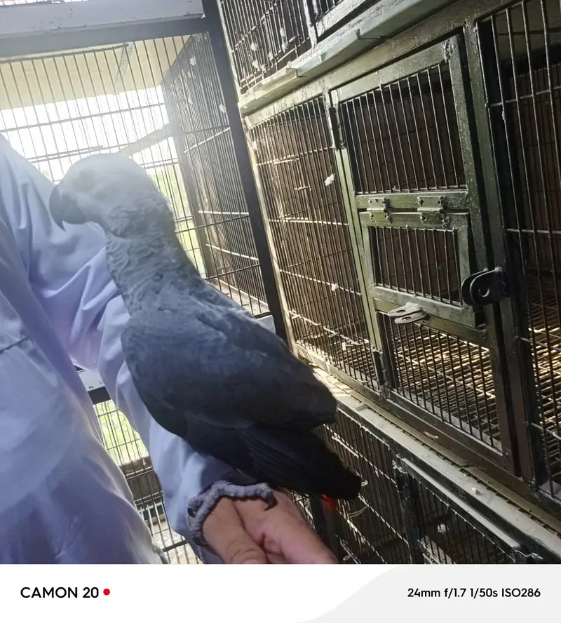African Grey Parrot | خوبصورت  افریقاً  گرے پیرٹ  |  Talking parrot | — photo 10