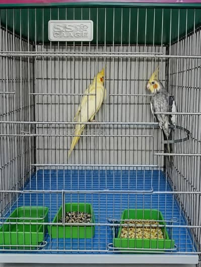 Cockatiel Pair Setup - Bada Pinjra aur Matki ke Sath