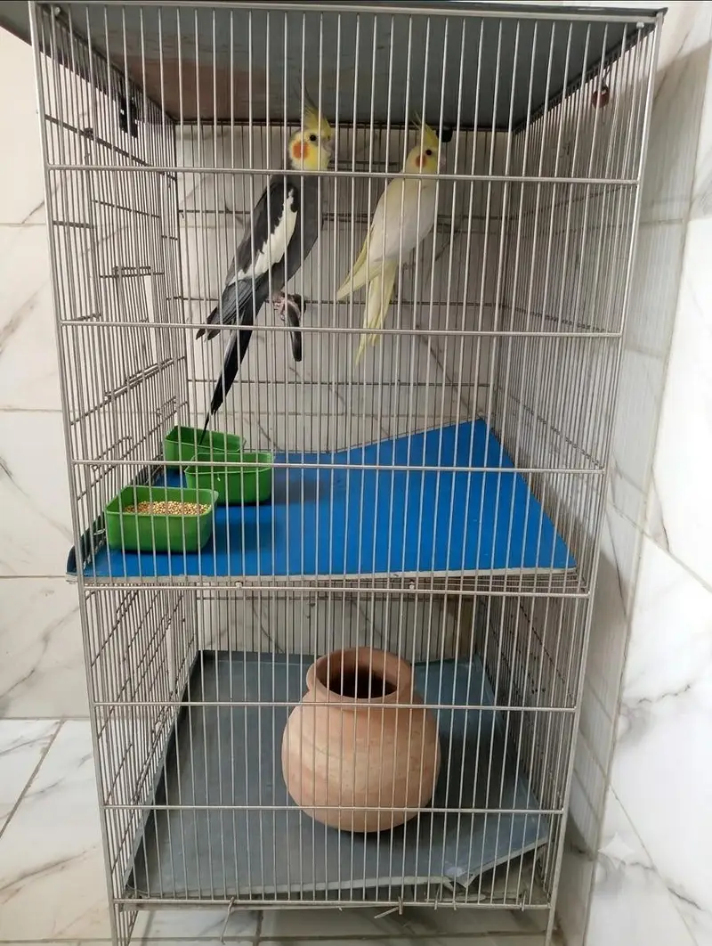 Cockatiel Pair Setup - Bada Pinjra aur Matki ke Sath — photo 3