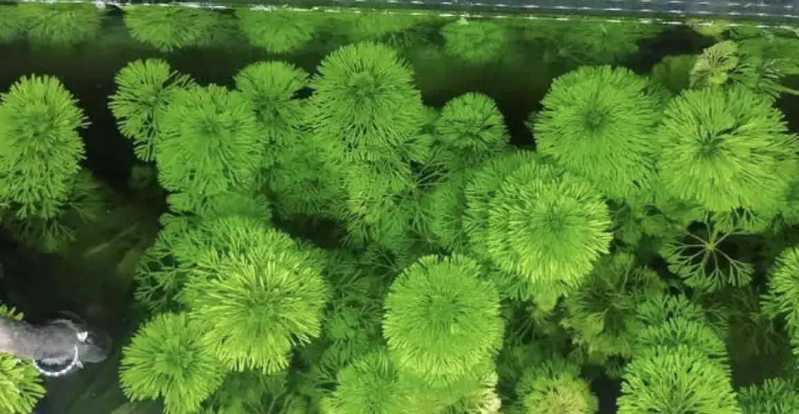 Live aquatic plants for sale