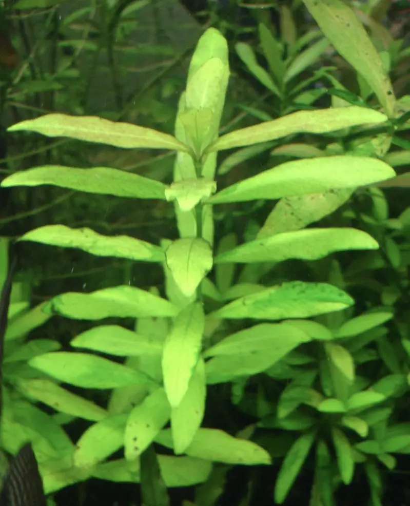 Live aquatic plants for sale — photo 2