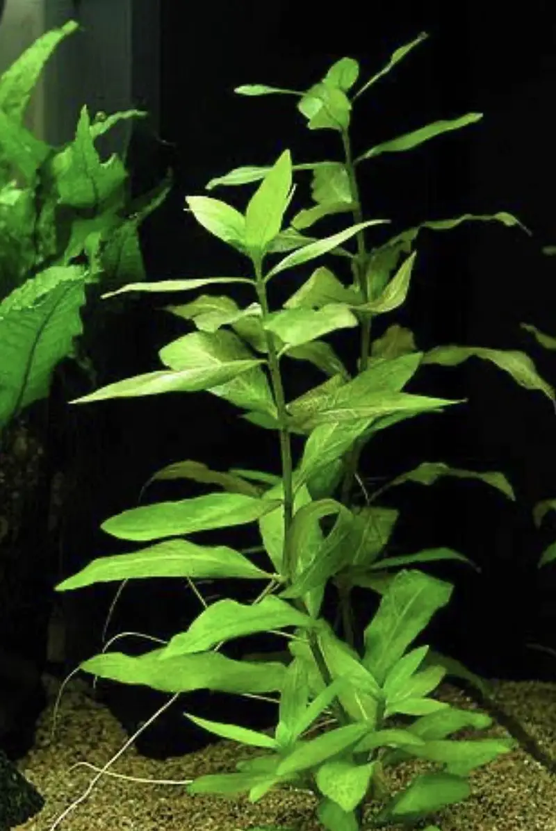 Live aquatic plants for sale — photo 4