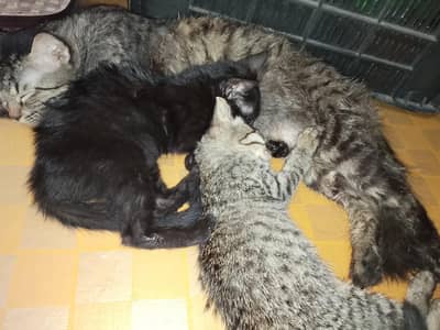 Persian cats are with 2kiten
