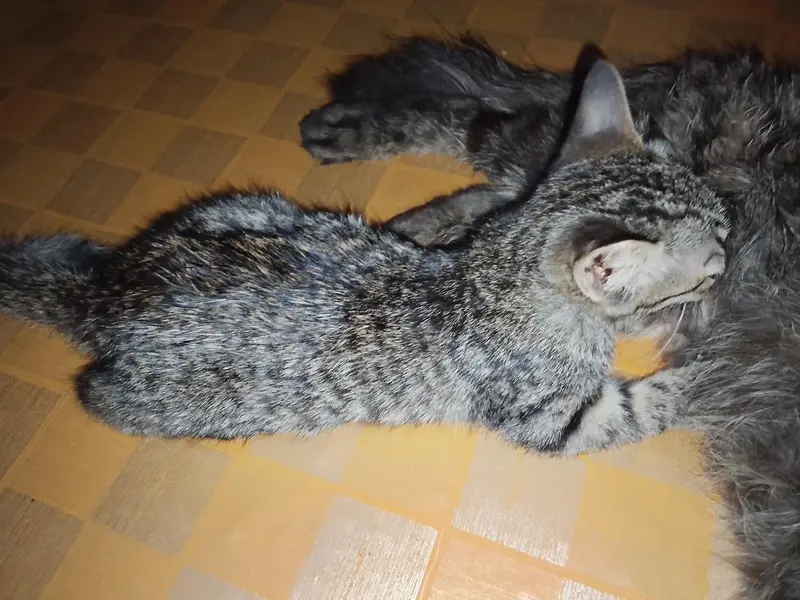 Persian cats are with 2kiten — photo 2