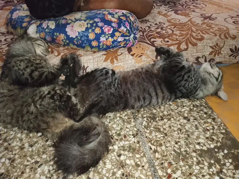 Persian cats are with 2kiten — photo 3