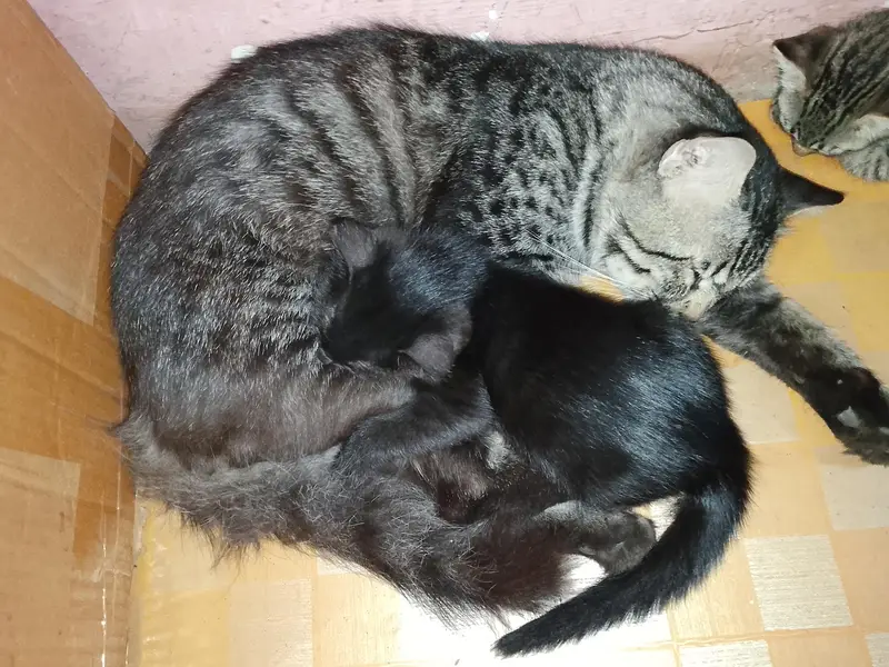 Persian cats are with 2kiten — photo 4
