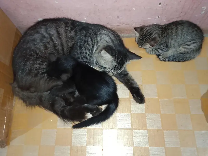 Persian cats are with 2kiten — photo 5