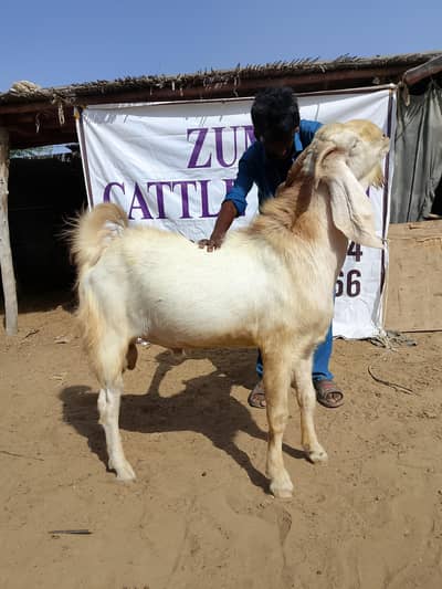 Gulabi breeder with Pregnant goats Lot