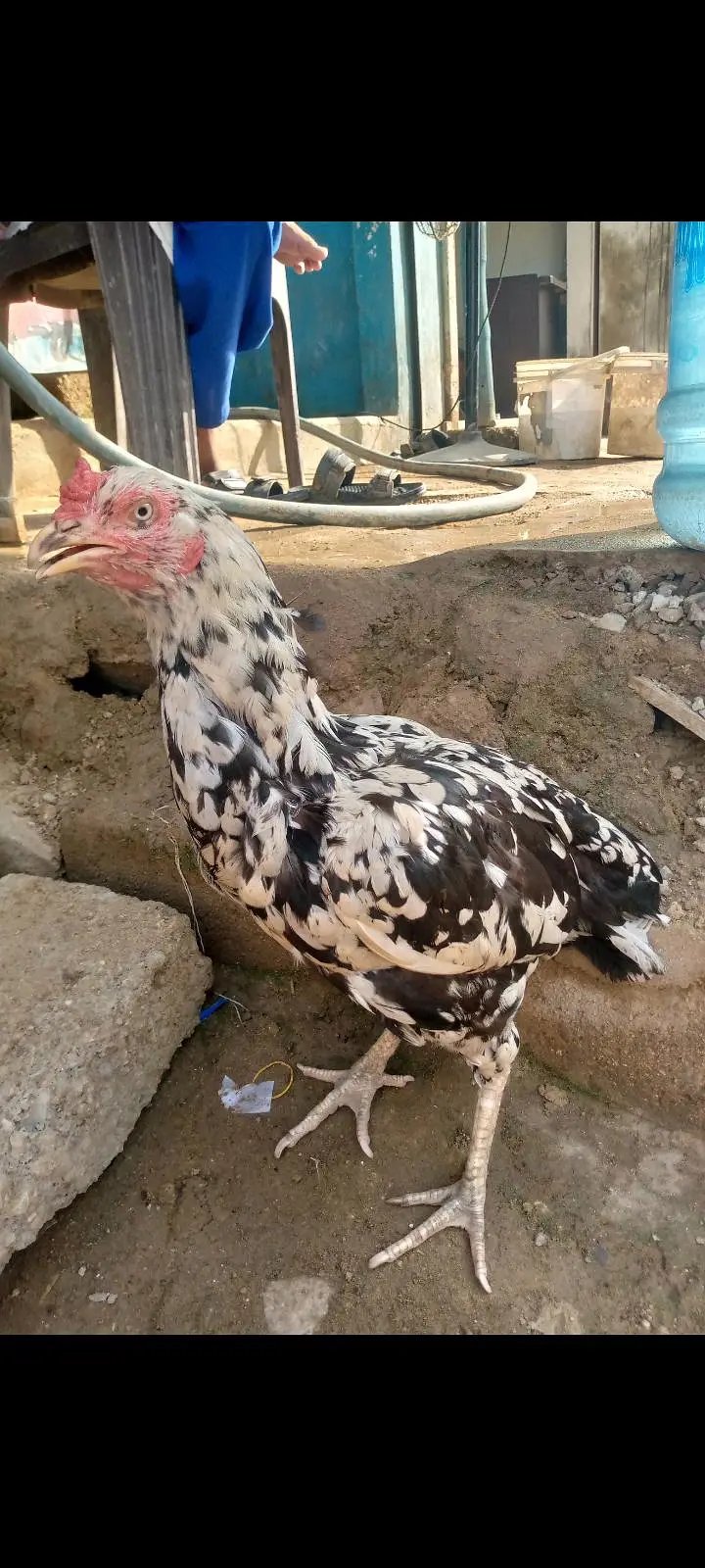 aseel murgi