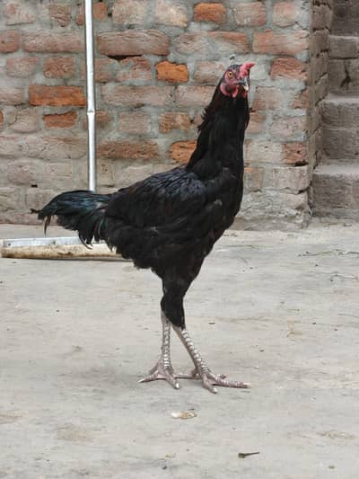 Aseel Thai male Hen تھائی اصیل مرغا