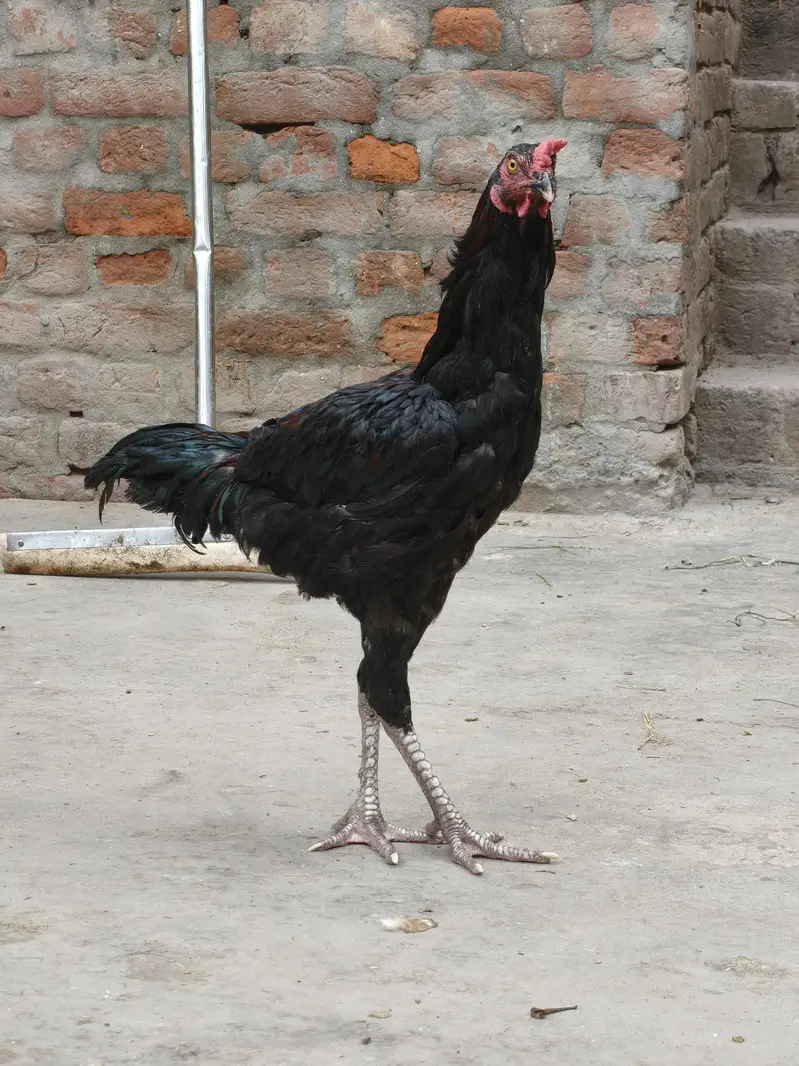 Aseel Thai male Hen تھائی اصیل مرغا