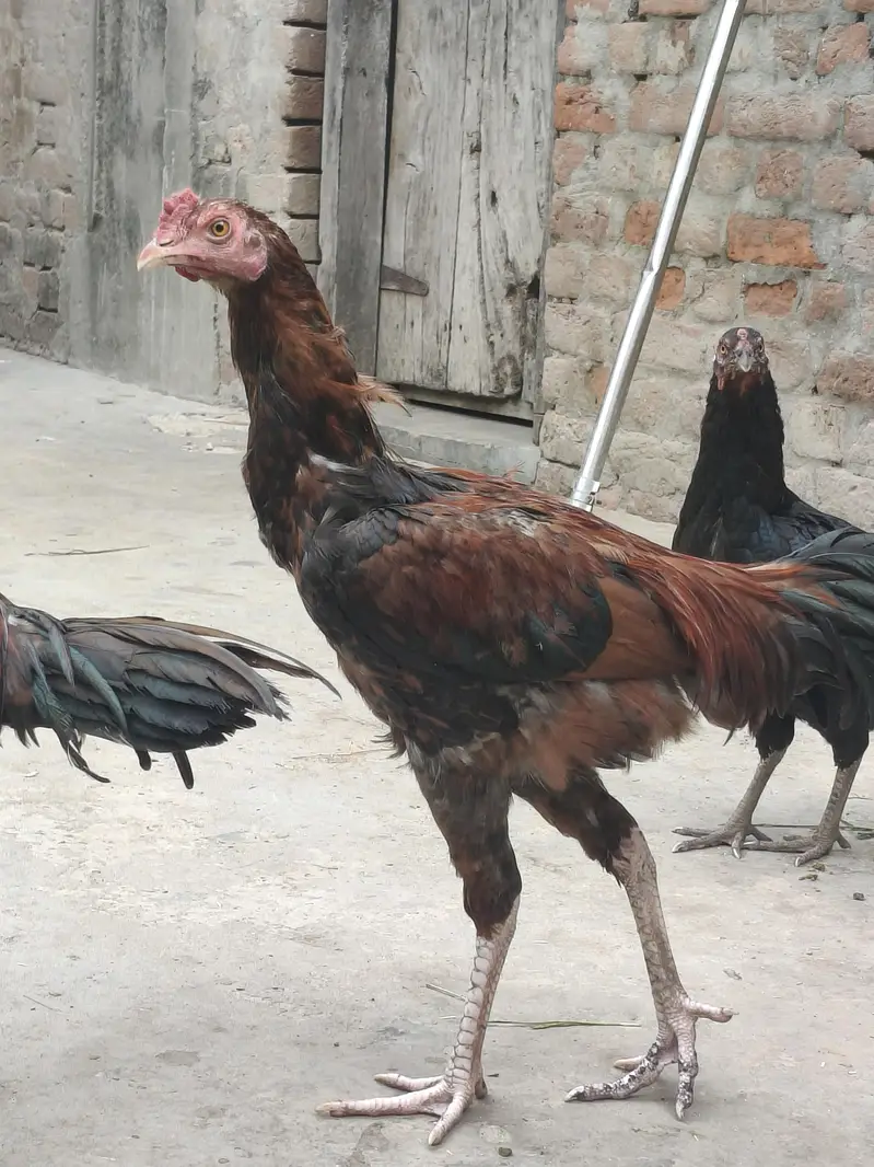 Aseel Thai male Hen تھائی اصیل مرغا — photo 2