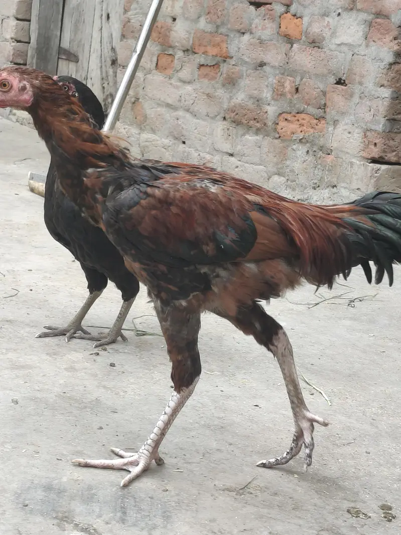 Aseel Thai male Hen تھائی اصیل مرغا — photo 3