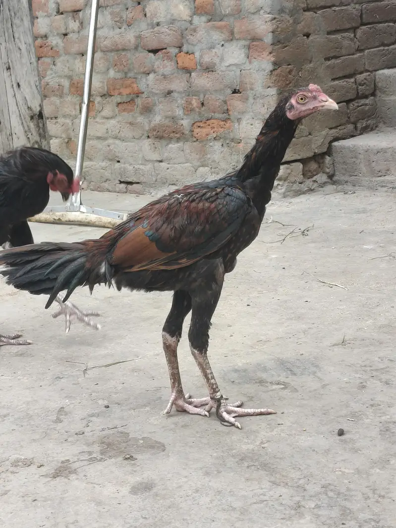 Aseel Thai male Hen تھائی اصیل مرغا — photo 4
