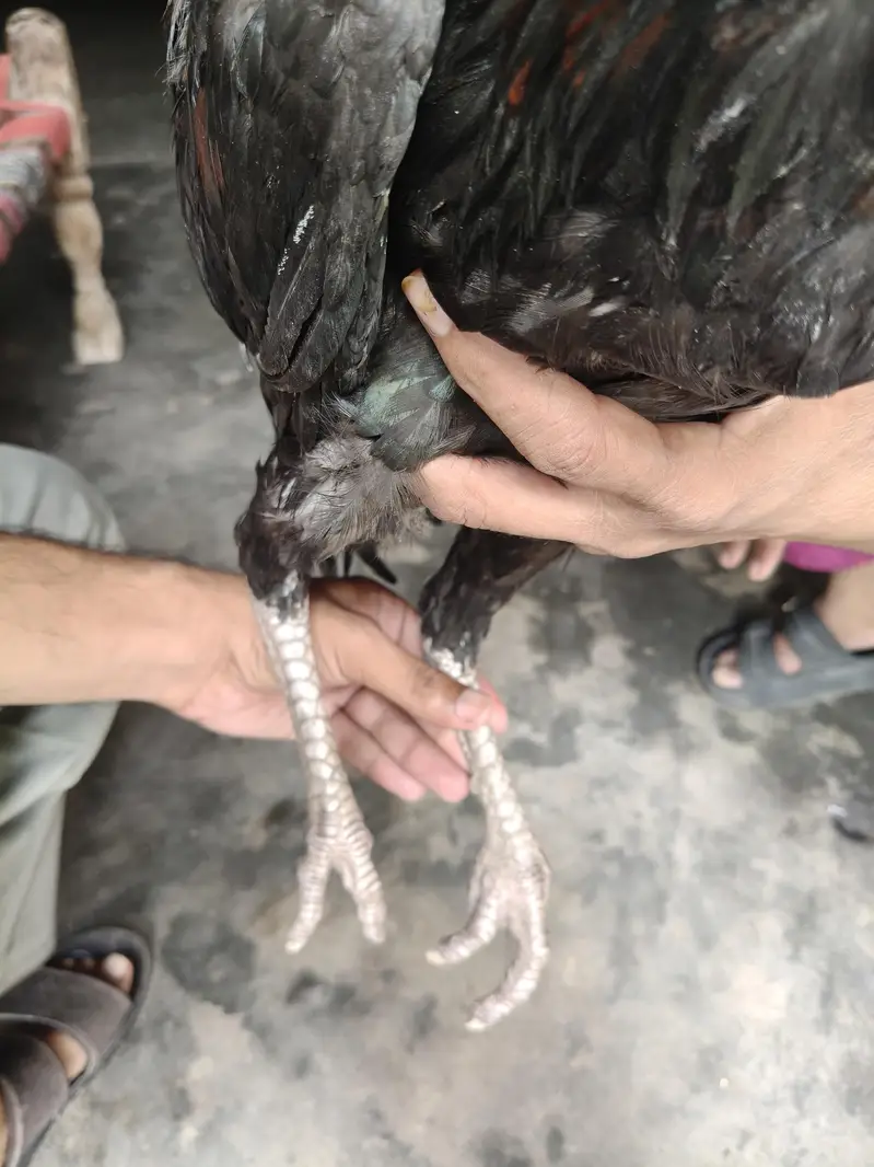 Aseel Thai male Hen تھائی اصیل مرغا — photo 5