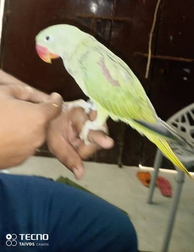 Raw Parrot