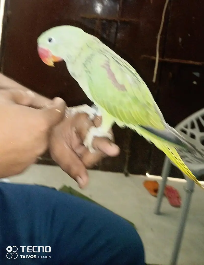 Raw Parrot