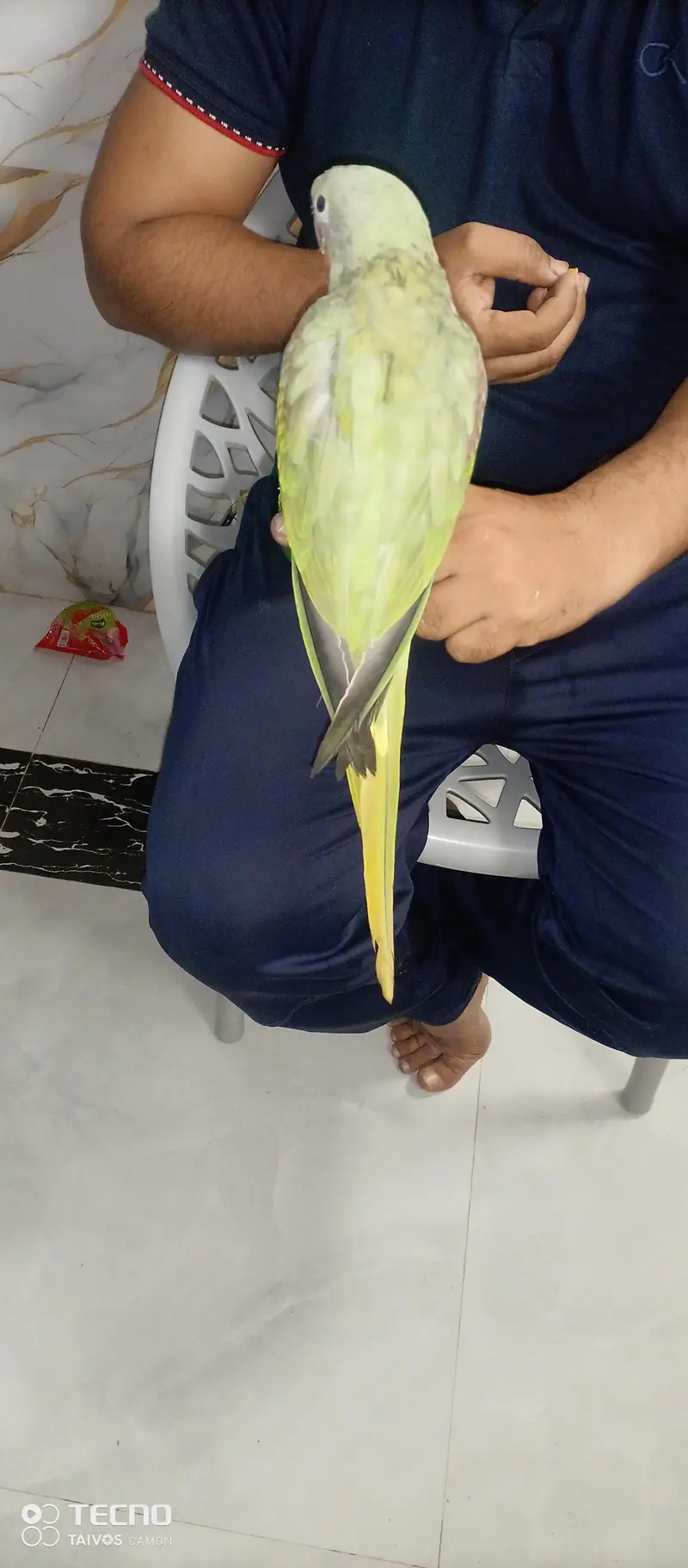 Raw Parrot — photo 2