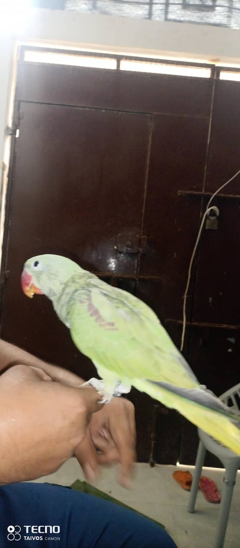 Raw Parrot 2