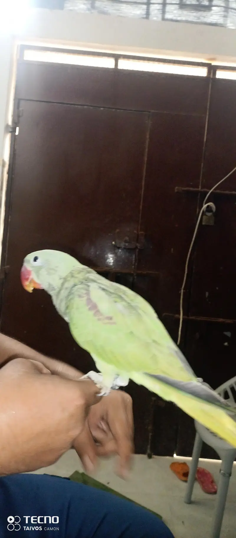 Raw Parrot — photo 3