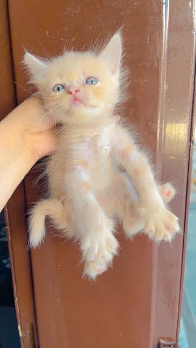 Kittens for sale  triple coated Persian