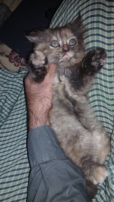 browni looking for new home