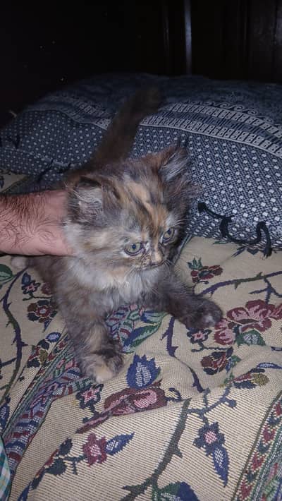 browni looking for new home