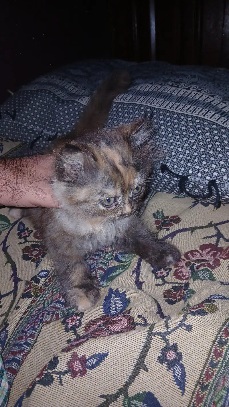 browni looking for new home