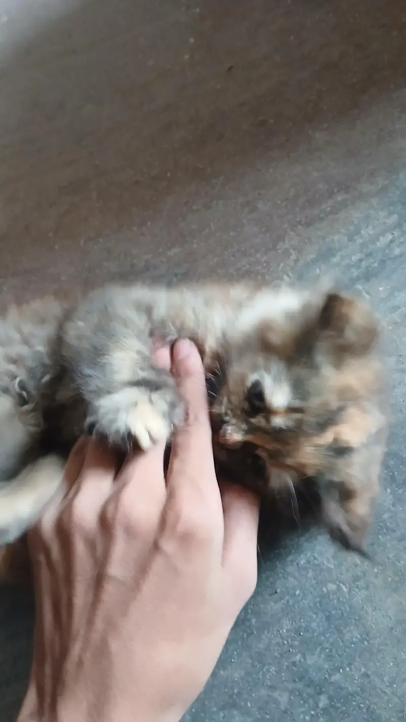 browni looking for new home — photo 2