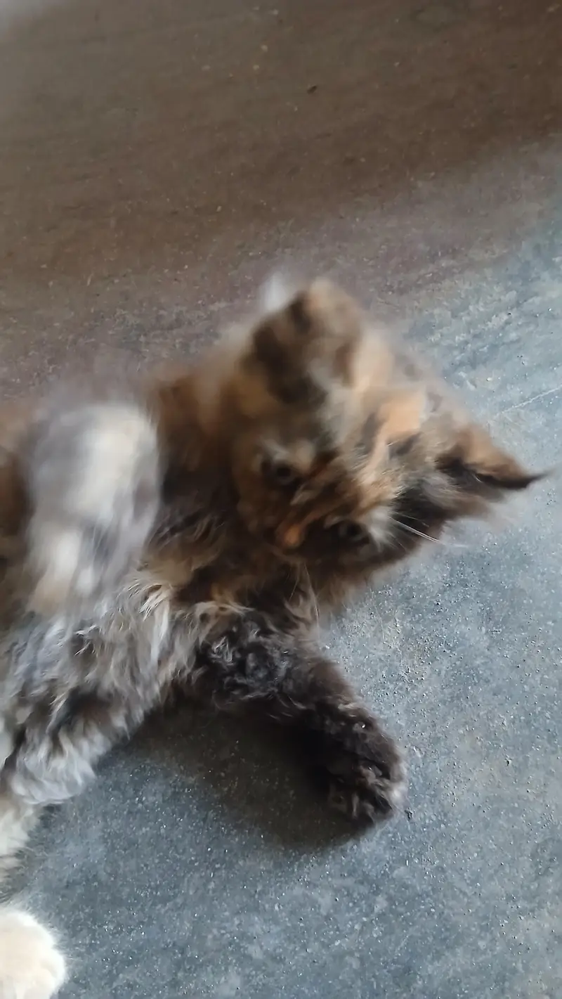 browni looking for new home — photo 3