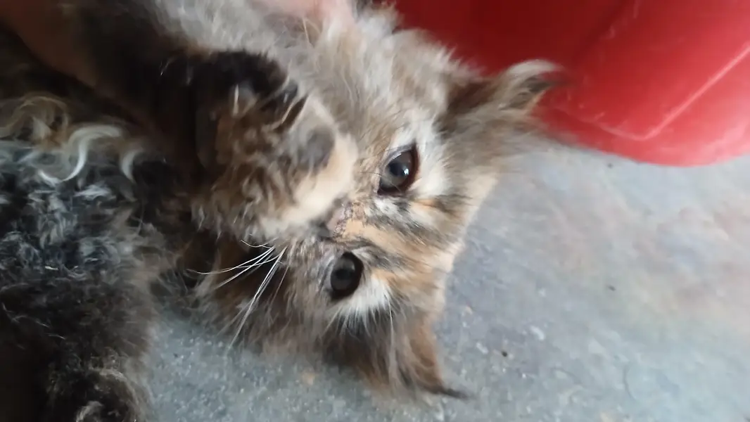 browni looking for new home — photo 4