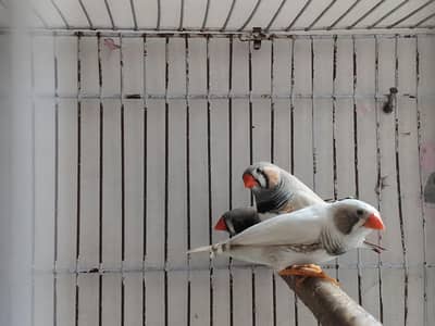 Finches Breeder Pieces
