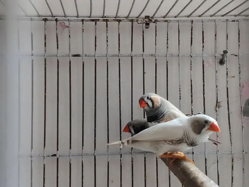 Finches Breeder Pieces