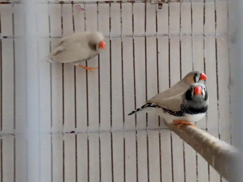 Finches Breeder Pieces — photo 2