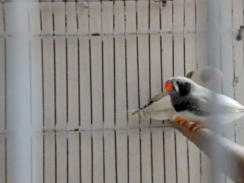 Finches Breeder Pieces — photo 3