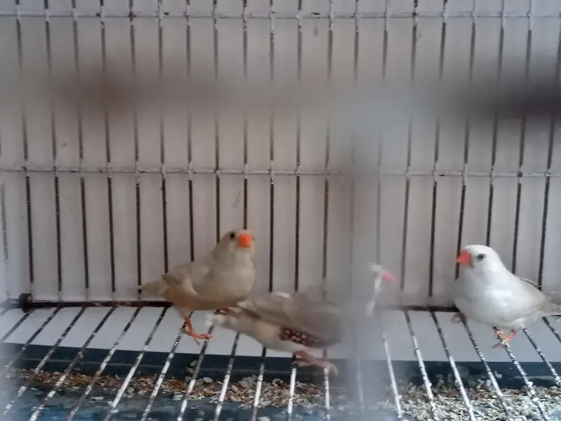 Finches Breeder Pieces — photo 4