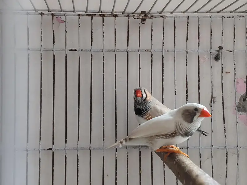 Finches Breeder Pieces — photo 5
