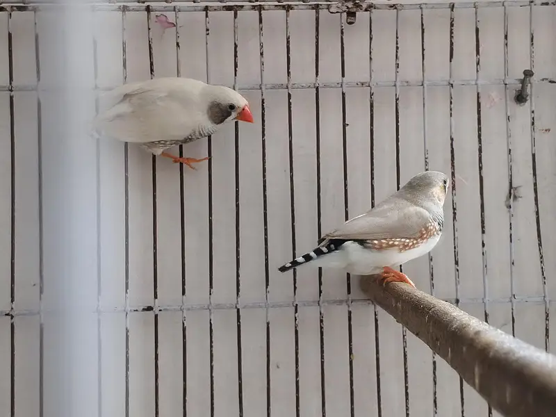 Finches Breeder Pieces — photo 6
