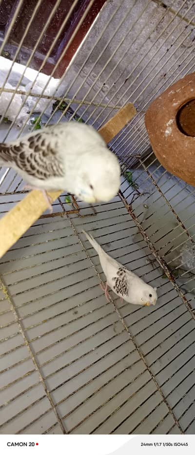 parrot