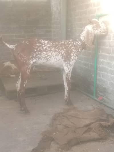 Bakri sale